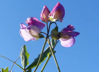 Lathyrus plukbloemen eenjarig geurend