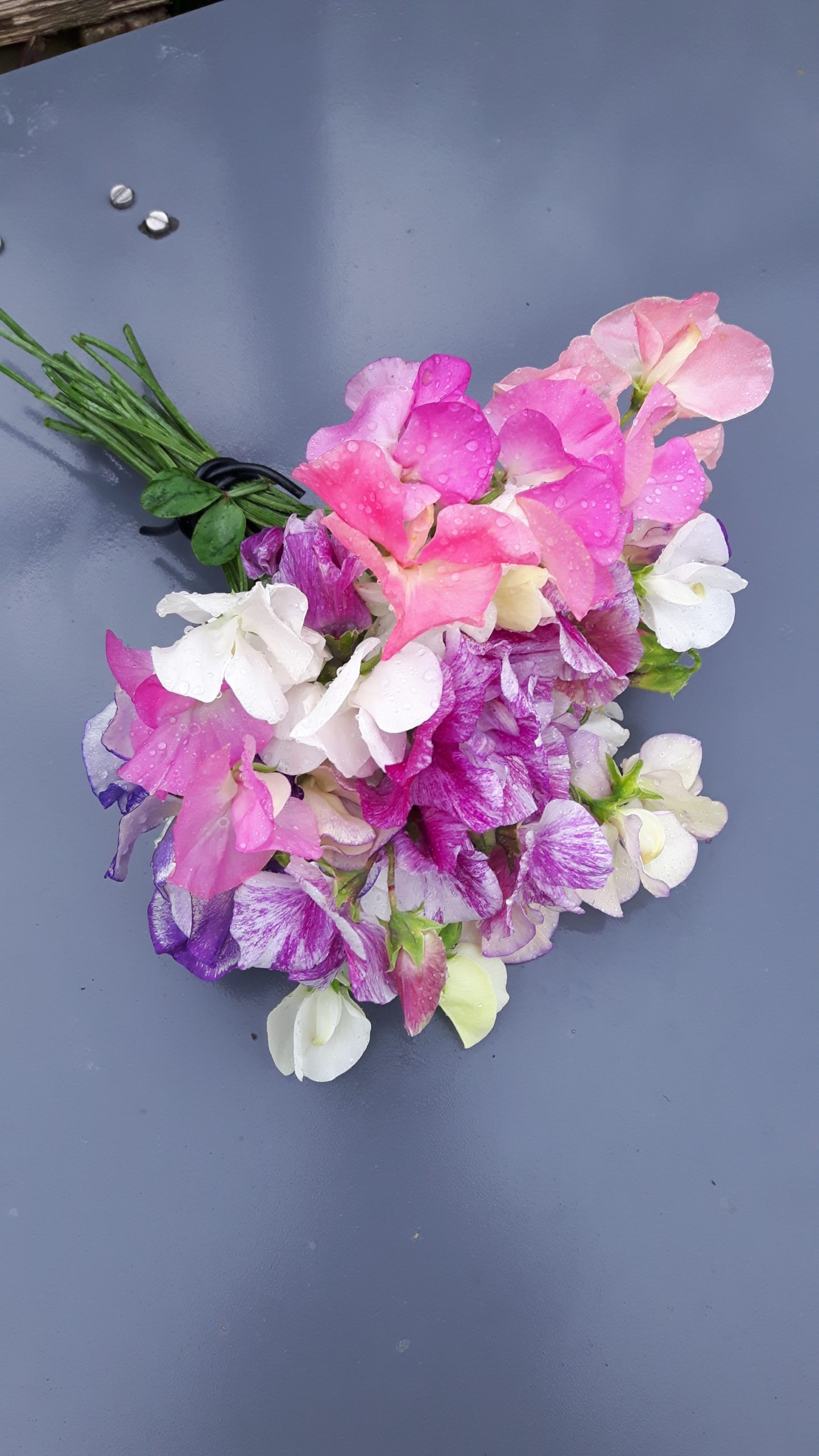 lathyrus plukbloemen