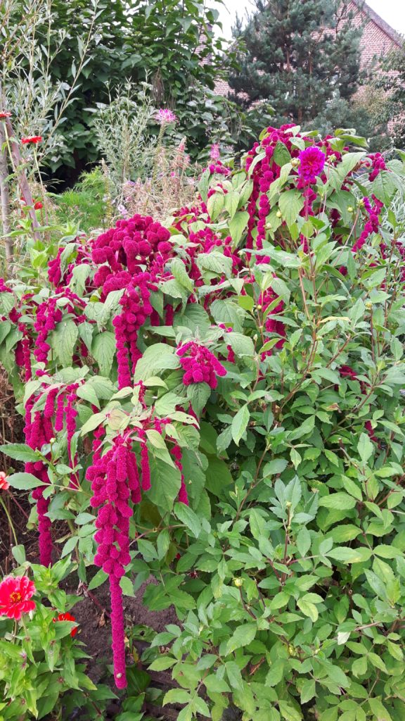 amaranthus in bloei
