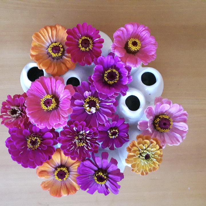 zinnia plukbloemen