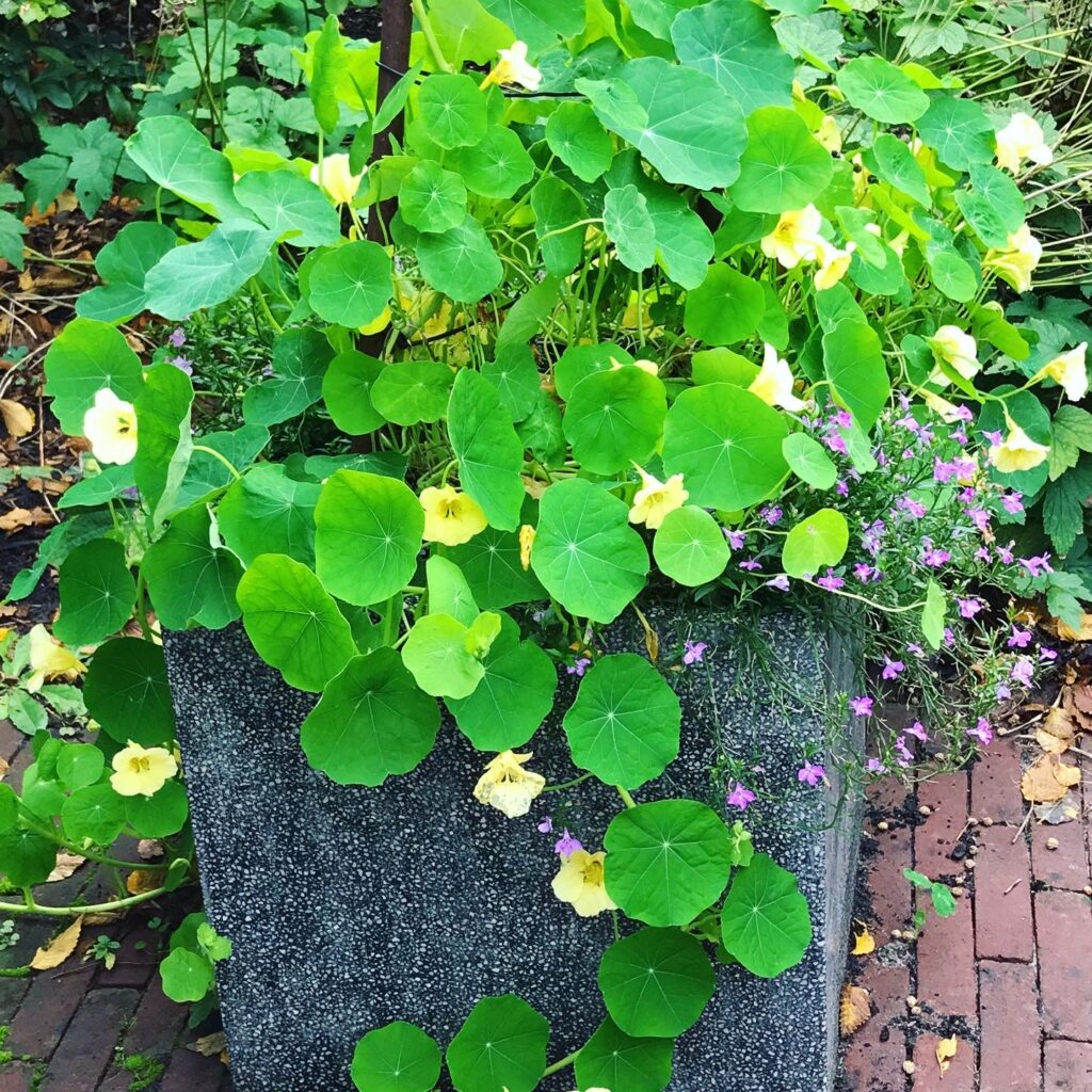 eetbare bloemen oost indische kers