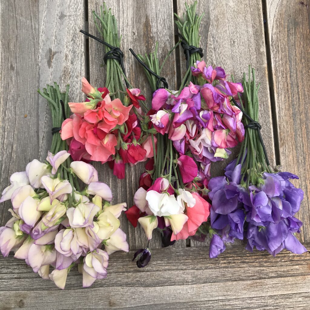 Lathyrus geurende plukbloemen