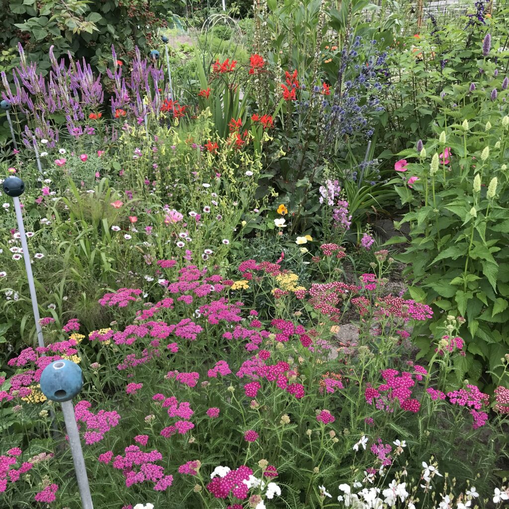 Zomerse pluktuin