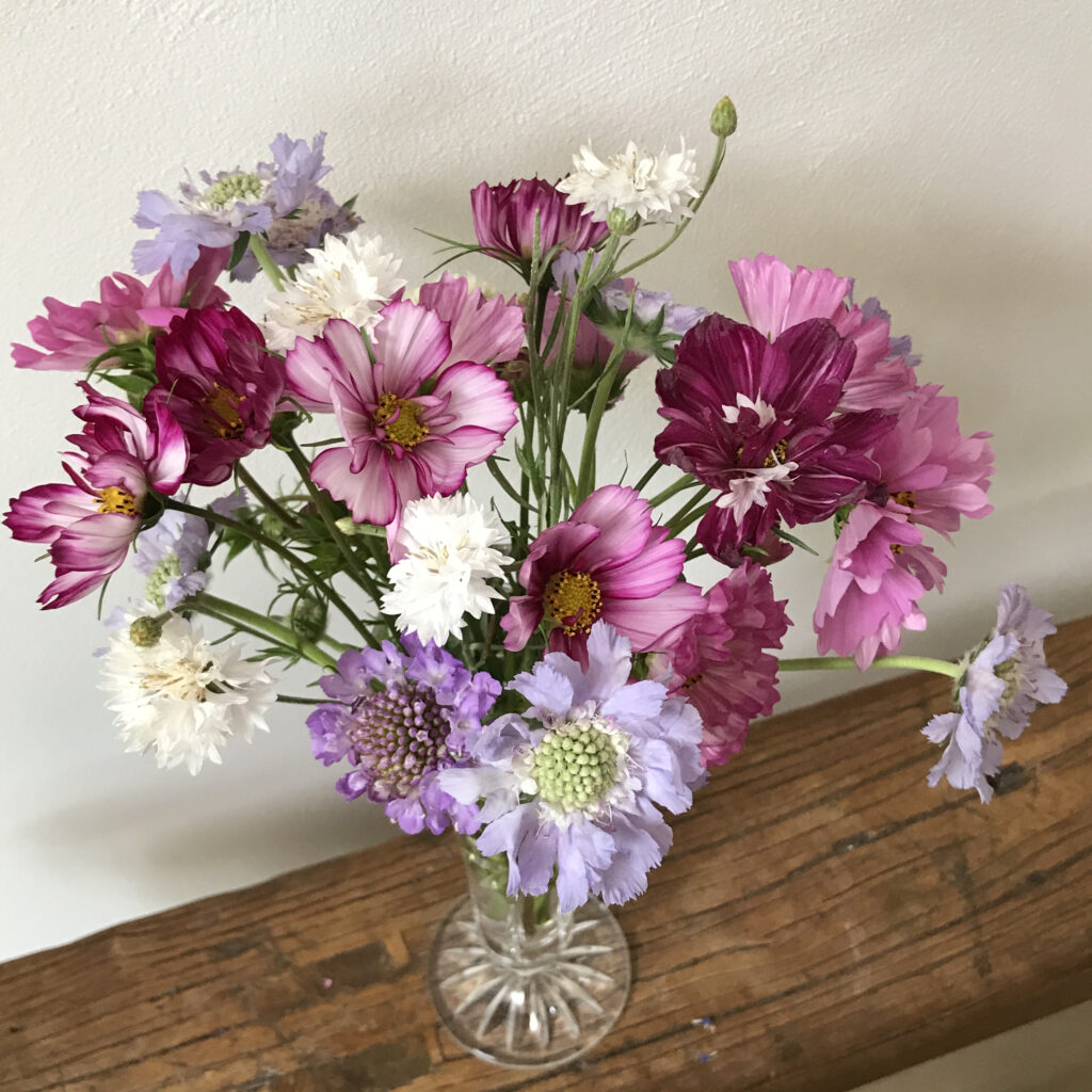 Cosmea en Scabiosa in plukboeket