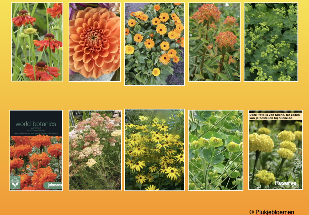 plukbloemen op kleur