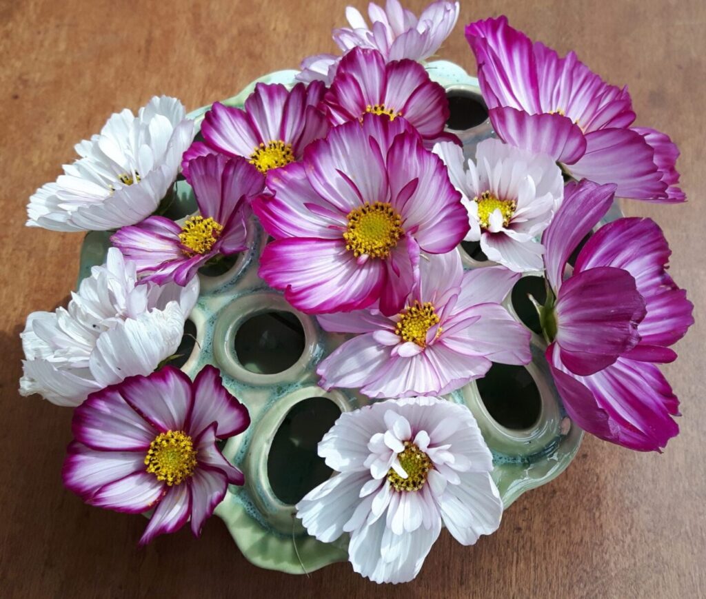 Cosmea plukjebloemen