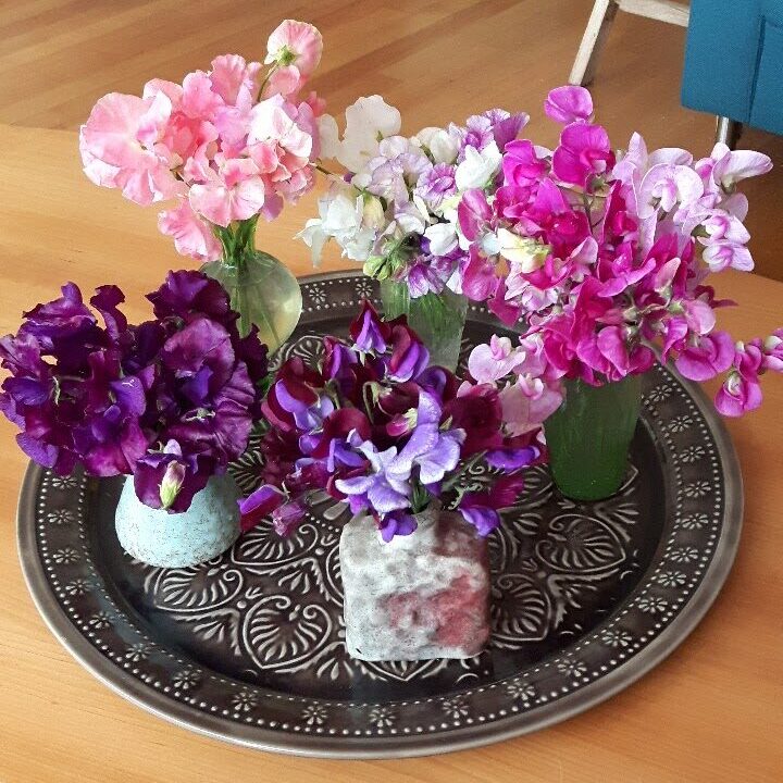 Lathyrus plukbloemen