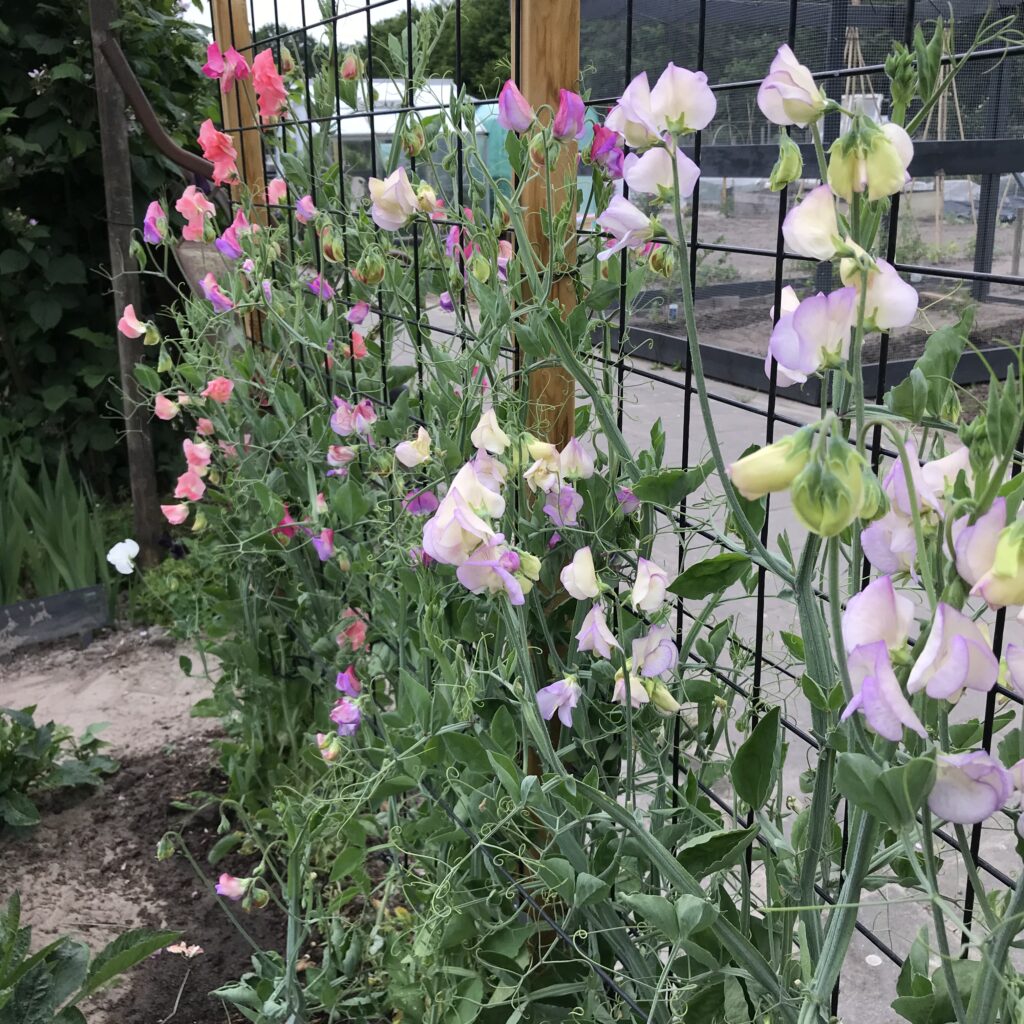 Lathyrus eenjarige klimplant.