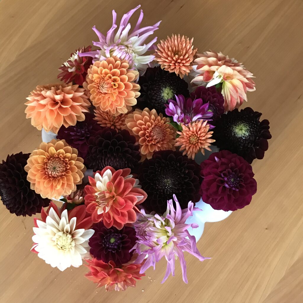 Plukbloemen dahlia