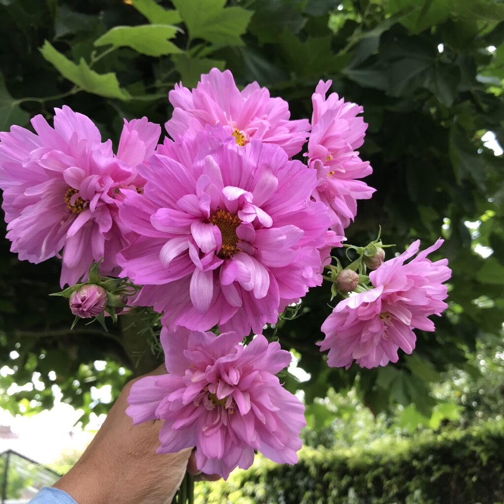 Plukboeket Plukjebloemen