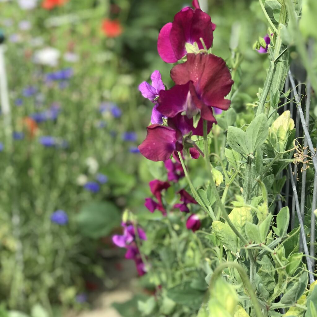 rode lathyrus tegen klimsteun