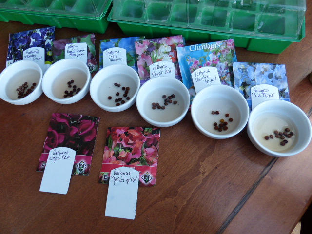 lathyrus żaden weken