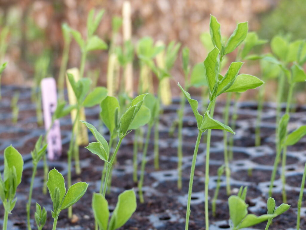 Zaailingen Lathyrus odoratus