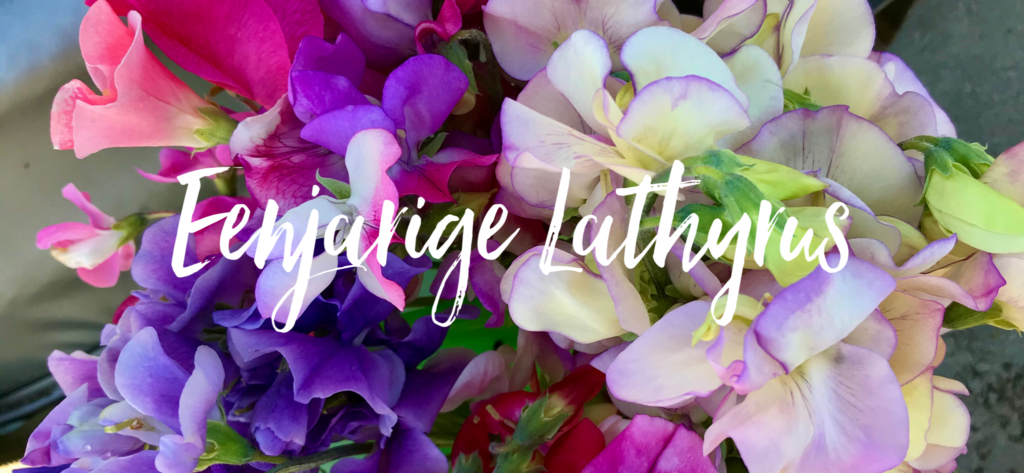 Zoveel mooie kleuren en geuren