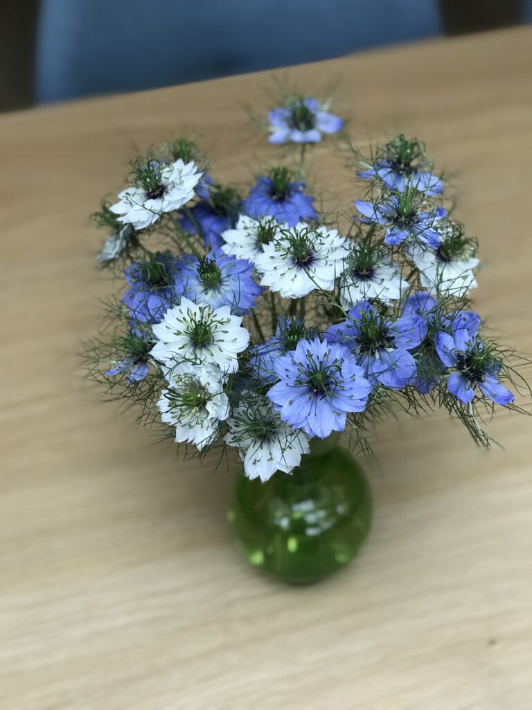 Witte en blauwe Juffertje in het groen